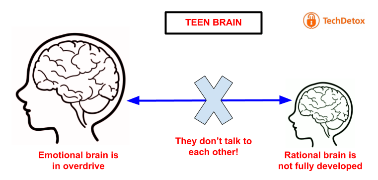 Teen brain illustration techdetoxbox.com