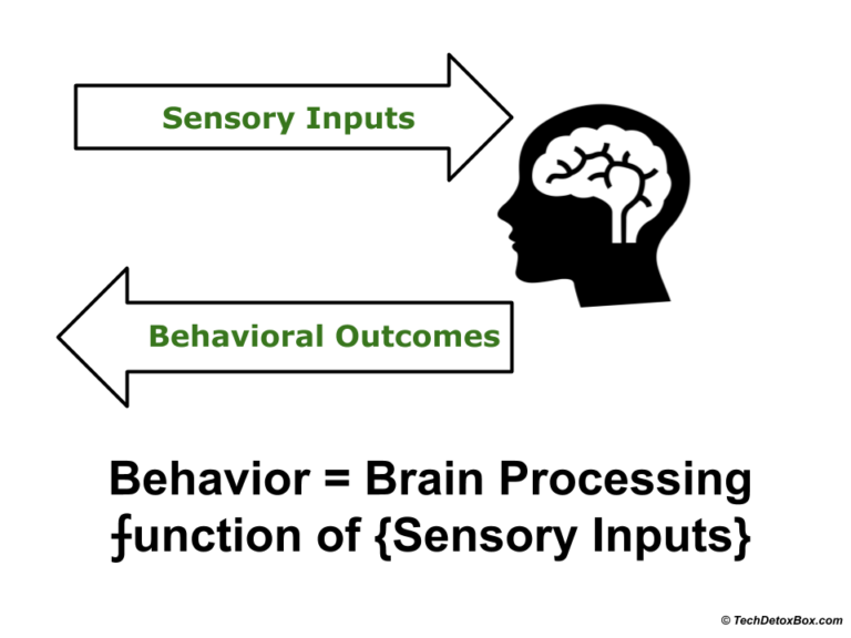 Brain processing of sensory inputs techdetoxbox.com